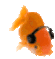 a gif of a goldfish dancing with headphones on.